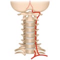 vertebral artery syndrome. Cervical spine.